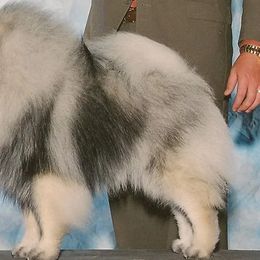 Keeshonden from Legend Keeshond
