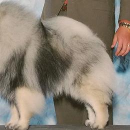 Keeshonden from Legend Keeshond