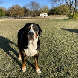 Greater Swiss Mountain Dog All Grown Up from Bugyal Kennel