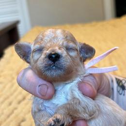Surfer - Red  male Poodle puppy in Wharton, Texas from In the Red Poodles