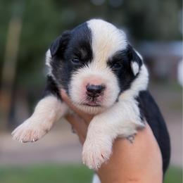 Sage AKC - Black tri-color female Australian Shepherd puppy in Polk City, Florida from Skaky Shepherds
