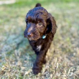 Bear - Chocolate male Goldendoodle puppy in Surprise, Arizona from Arizona West Valley Goldendoodles