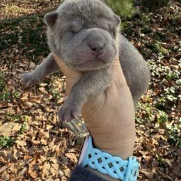 Jingle - Blue male Chinese Shar-Pei puppy in North Carolina from Amy Mahaffey's Chinese Shar-Pei