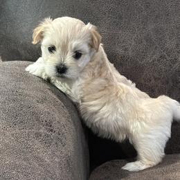Georgia - Fawn brindle female Havanese puppy in Double Oak, Texas from Have A Havanese Puppy