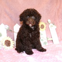 Poodle Puppies from 'Capon Cuties