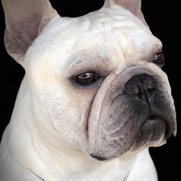 French Bulldog and Labrador Retriever Puppies from Desiree Ortiz's French Bull Dogs and Labrador Retrievers