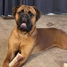 Bullmastiffs from Wachter’s Bullmastiffs