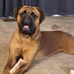 Bullmastiffs from Wachter’s Bullmastiffs