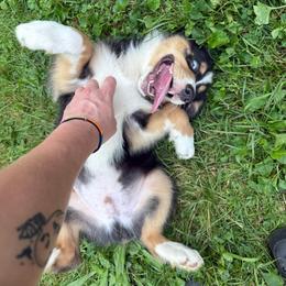 Yukon - Black tri-color male Australian Shepherd puppy in Altmar, New York from E&C Australian Shepherds