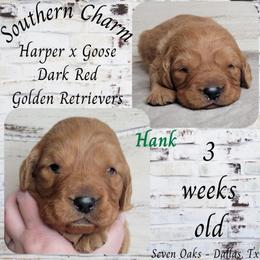 Hank (Green Collar) - Dark golden male Golden Retriever puppy in Scurry, Texas from 07 Seven Oaks Goldens and Doodles