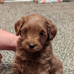 Goldendoodle Puppies from Ruby's Doodle Doos