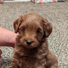 Goldendoodle Puppies from Ruby's Doodle Doos