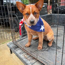 Girl 2 - Red speckled female Australian Cattle Dog puppy in Monroe, Louisiana from The Sweet Kennels