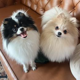 Pomeranian puppies from Country Life Pomeranians