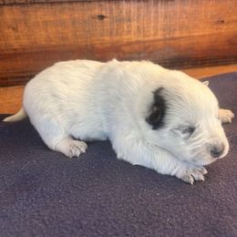 Girl 2 - Blue speckled female Australian Cattle Dog puppy in Mooresboro, North Carolina from Grog Creek Kennel