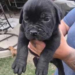 Orange - Black male Cane Corso puppy in Granbury, Texas from La Muerte Corso Kennel