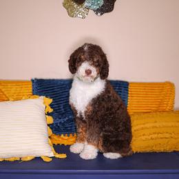 Assorted Doodle Crosses, Aussiedoodle, Bernedoodle, Goldendoodle, and Sheepadoodle All Grown Up from Happy Top Doodles