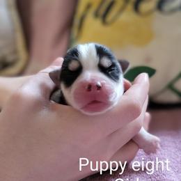 Pomsky Puppies from Nebula Ranch Pomskies