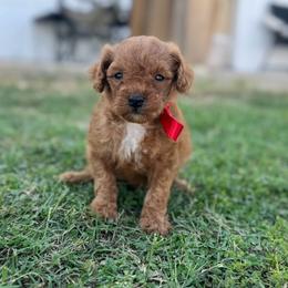 Oaklynn - Red female Cavapoo puppy in Ville Platte, Louisiana from The Barkery