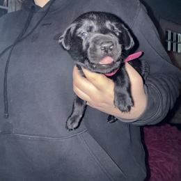 Hot Pink collar, female - Black female Labrador Retriever puppy in Moore, Oklahoma from Okiehuntinboyz Labrador Retrievers