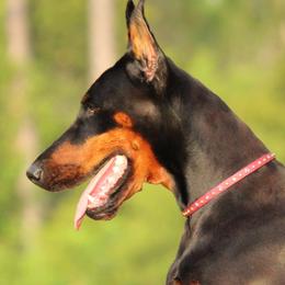 Evie - Doberman Pinscher