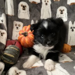 Miniature Australian Shepherd and Toy Australian Shepherd Puppies from Hotmess of Aussies