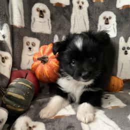 Miniature Australian Shepherd and Toy Australian Shepherd Puppies from Hotmess of Aussies