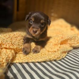 Peach - Red tri female Miniature Australian Shepherd puppy in Ellendale, North Dakota from Ark Acres Kennels