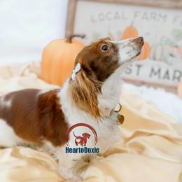 Olive - Dachshund