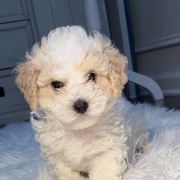 Poodle Puppies from Pawsome Poodles