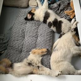 Collie Puppies from Meissa Collies