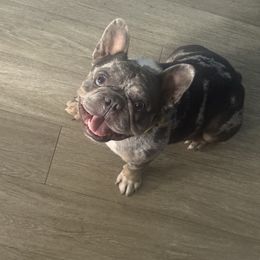 Mojo - Tricolors male French Bulldog puppy in City Of Industry, California from Cert. Frenchies