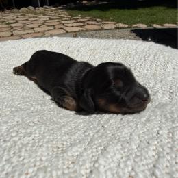 Black and tan 2 - Black and tan female Dachshund puppy in Santa Rosa, California from Signature Mini Dachshunds