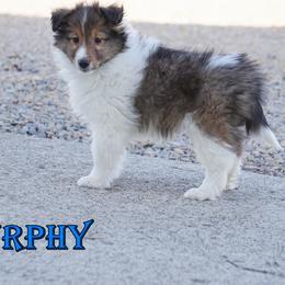 Murphy - Mahogany Sable Boy - Sable and white male Shetland Sheepdog puppy in Frazeysburg, Ohio from Mountain High Kennels