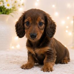 Yeti - Red male Dachshund puppy in Desloge, Missouri from Snows Doxies