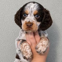 Major - Liver white and roan male English Springer Spaniel puppy in Fort White, Florida from Thunderbird Springers
