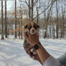 Nova - Red and white female American Corgi puppy in Centerville, Tennessee from Katerina's American Corgis