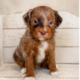 Kiana - Brown female Cavapoo puppy in Floyd, Virginia from Hearts and Paws Poodles and Doodles