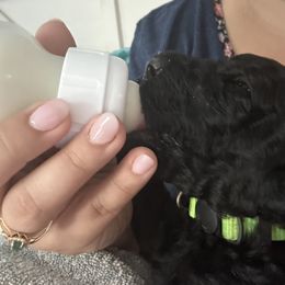 Poodle Puppies from Cano Homestead Poodles