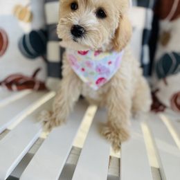 Goldendoodle Puppies from Thompson Creek Doodles