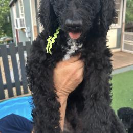 Marley (lime green boy) - Parti male Poodle puppy in Gainesville, Georgia from Rose’s Goldendoodles & Standard Poodles