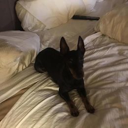 Ibizan Hound and Manchester Terrier All Grown Up from Ahram Ibizan hounds and Manchester Terriers