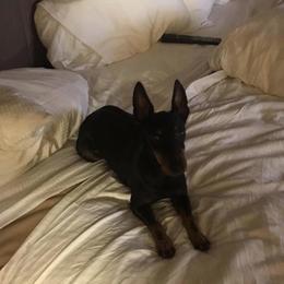 Ibizan Hound and Manchester Terrier All Grown Up from Ahram Ibizan hounds and Manchester Terriers