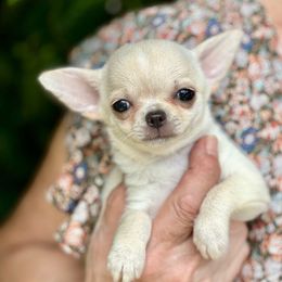 Faith - Cream female Chihuahua puppy in Allentown, Pennsylvania from Tsunami Cockers & Chihuahuas