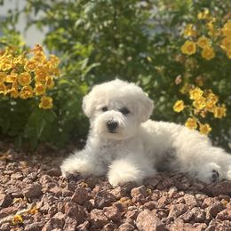 Yellow girl - White female Bichon Frise puppy in Pahrump, Nevada from Calvada Danes and Bichons