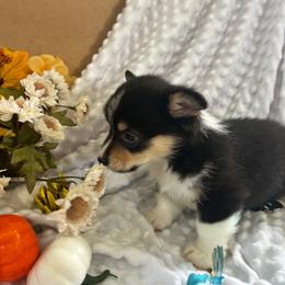 Michael - Black and tan male Pembroke Welsh Corgi puppy in Blair, Wisconsin from Sandy’s Pet Grooming and Boarding & AKC Corgis