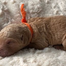 Goldendoodles from Lowe Lands Doodles