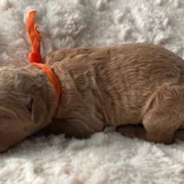 Goldendoodles from Lowe Lands Doodles