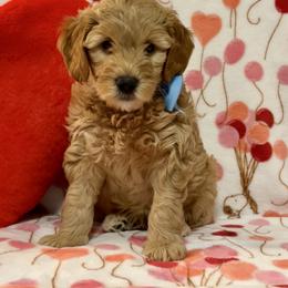 Tater - Apricot male Goldendoodle puppy in Stroudsburg, Pennsylvania from Momma’s Mini Goldendoodles