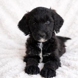 Sadie - Parti female Goldendoodle puppy in Warrensburg, Missouri from Supreme Doodles